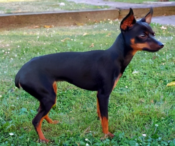 小鹿犬怎么训练才听话,小鹿犬怎么训练听话