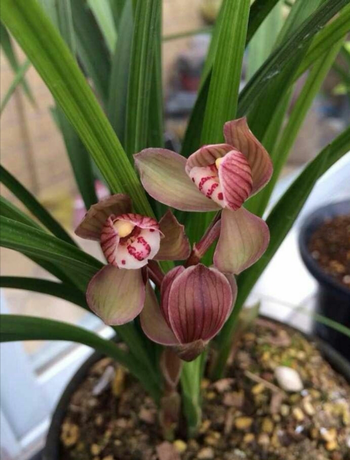 八年前，他借钱投资精品兰花，谁知后来兰市风向转变，他血本无归