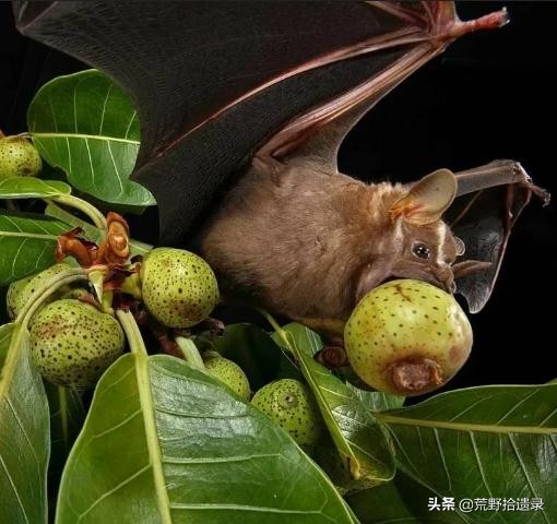 蝙蝠天敌是什么怎么赶走蝙蝠,蝙蝠应不应该打死