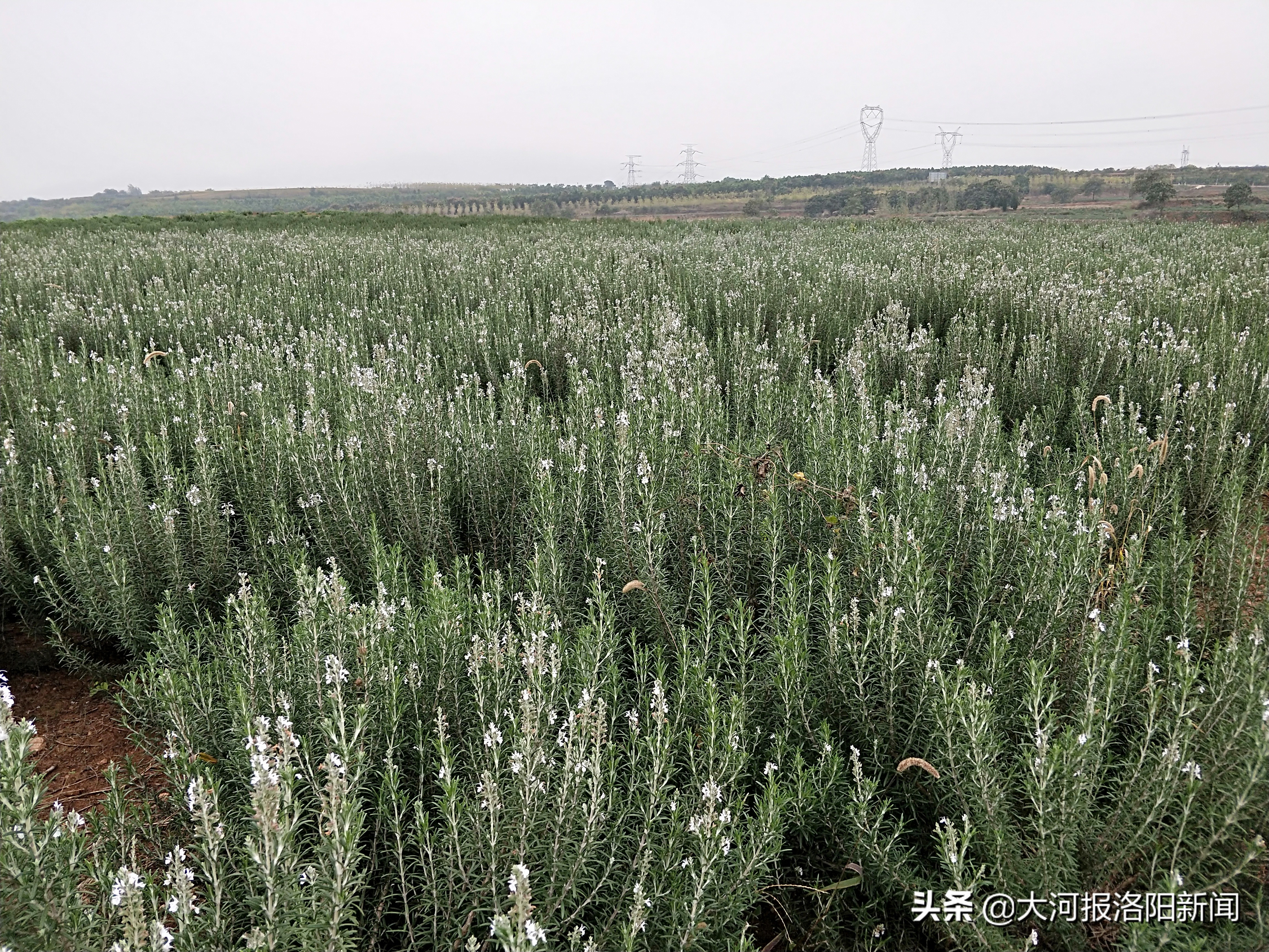 河南洛阳：8000亩迷迭香编织的“芳香梦”，香了田间，富了百姓