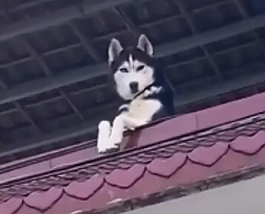 猫咪长了像胡子一样的毛 (为什么一个月多的猫咪毛发很凌乱)