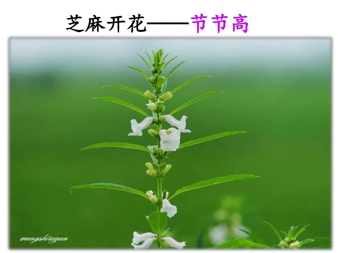 一年级语文园地五狐狸和乌鸦续编,部编版五年级语文语文园地一讲解