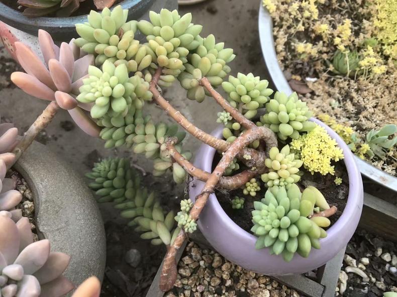 多肉植物长斑,多肉植物长斑是怎么回事