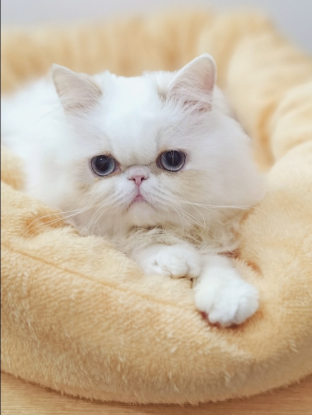 养猫踩坑,养猫踩哪些坑