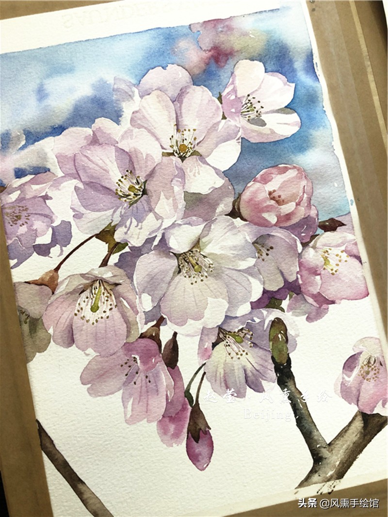 美丽的水彩樱花,水彩樱花图