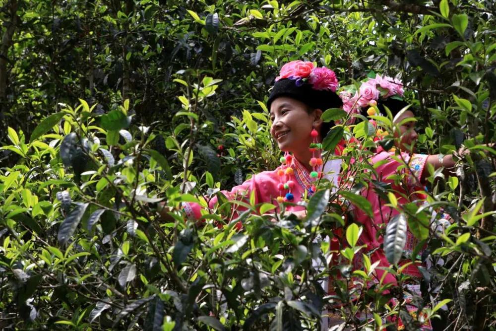 半山的酒店,半山酒店普洱