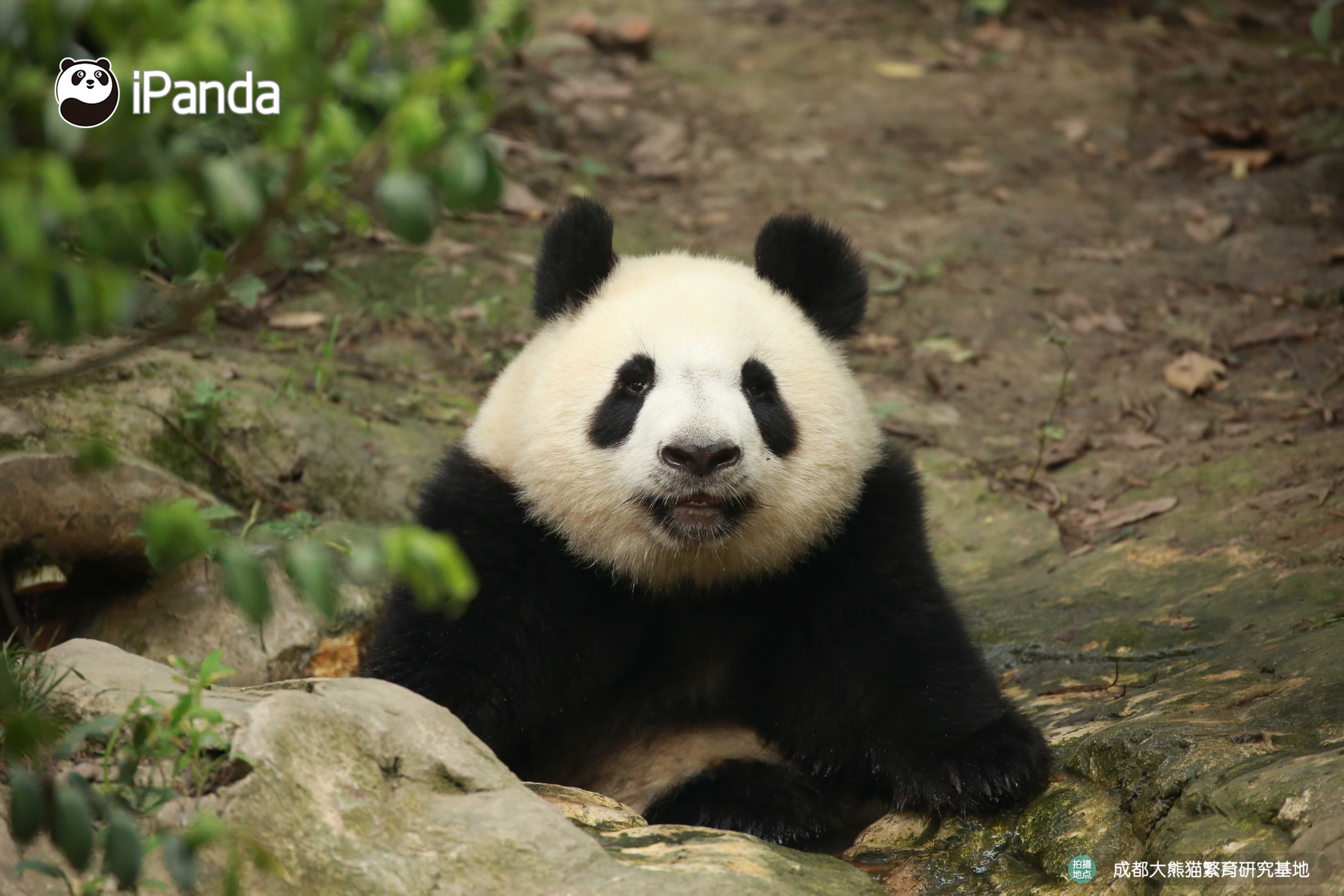 好看的熊头像,好看的熊娃娃