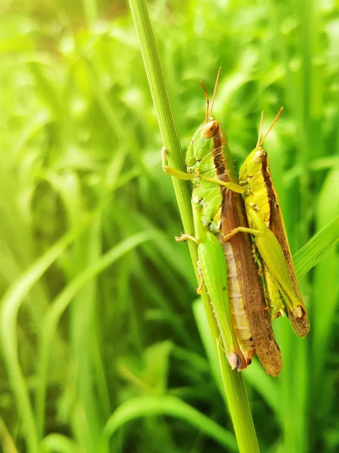 手把手教你拍摄微距花,春天拍花卉微距摄影镜头推荐