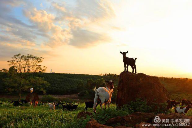 文蕴秀岭，馨怡乐园｜廉江文秀岭农牧场散记