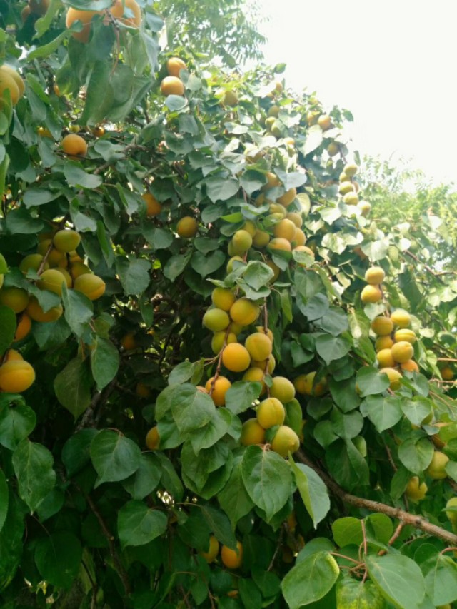 我与麦黄杏的恩恩怨怨