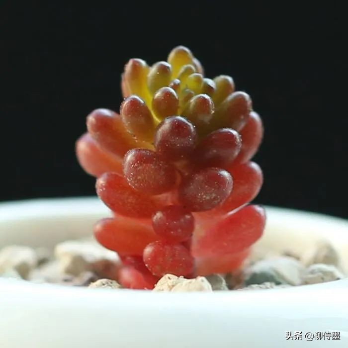 多肉黄花照波拍摄技巧,如何拍出好看的多肉植物