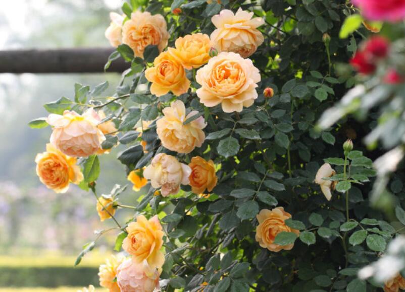 多季节开花勤花期长的藤本月季,藤本月季粉色龙沙宝石