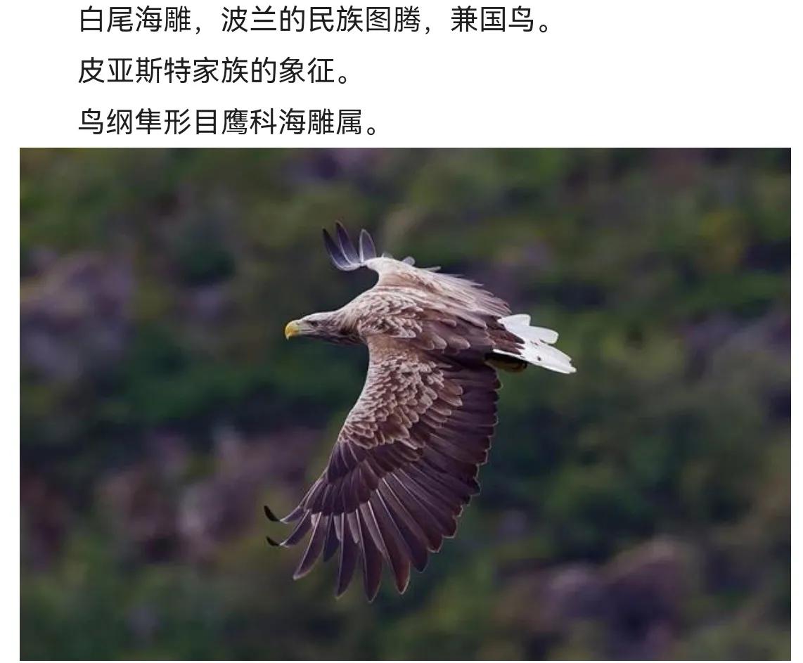 第一天去荷兰旅行,到荷兰的第一天