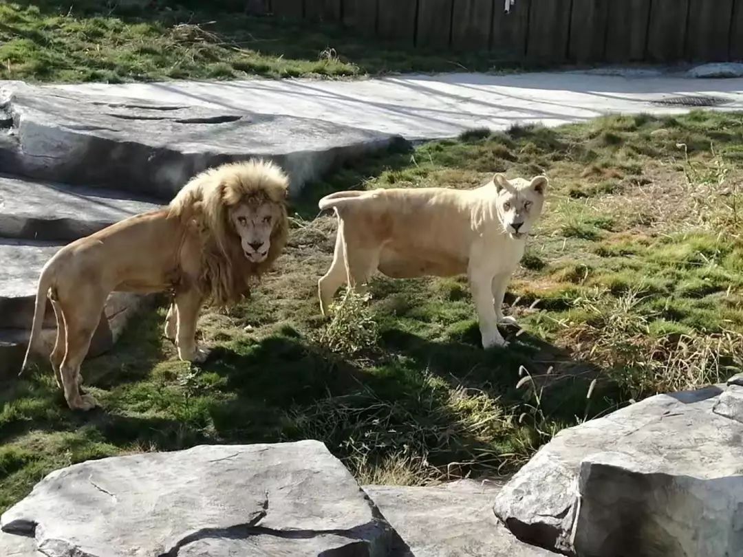 金牛湖野生动物王国过年去怎么样,金牛湖野生动物王国游玩时间