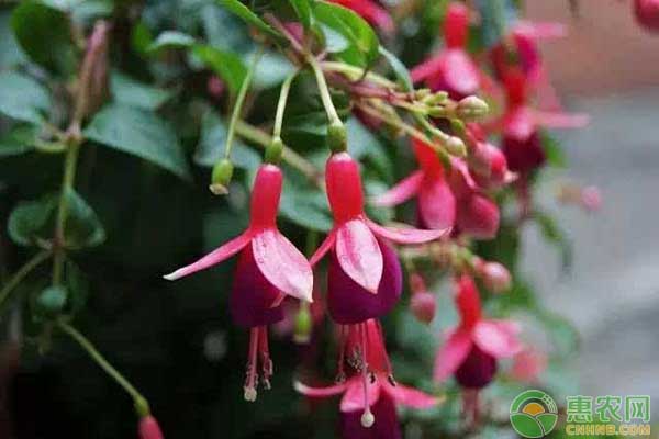 倒挂*钟金**怎么做好养护？遇上病虫害如何防治？