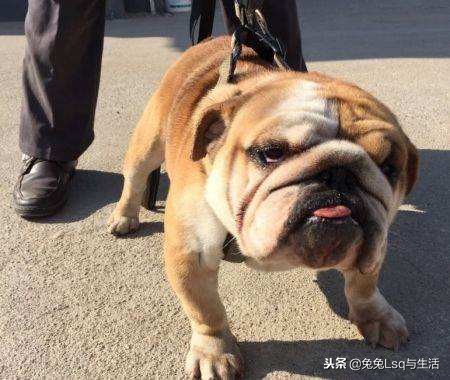 大型斗牛犬有哪些品种,斗牛犬都有哪些品种