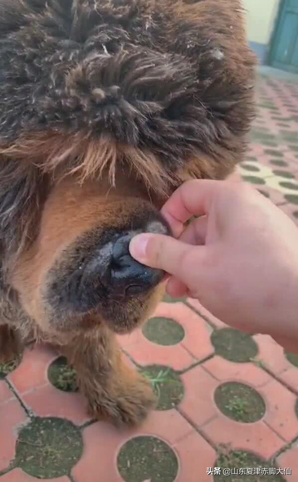 浅浅们，本大仙拿什么拯救你们？