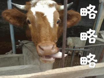 牛搞笑表情动图gif图片,牛的搞笑段子