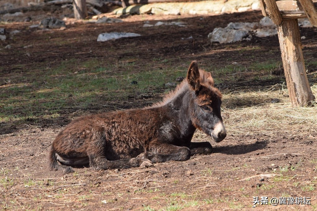 幼畜拉稀的危害,驴病的原因和治疗方法