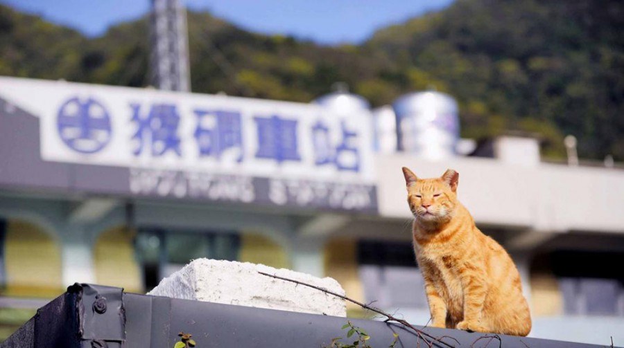 厦门顶级猫街介绍,厦门猫街值得去吗