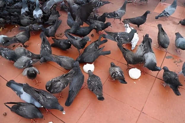 养一千只鸽子一年能赚多少钱真实,养一千对鸽子一年能赚多少钱