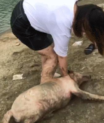 枫叶红的金毛犬的缺点,金毛犬的优点和缺点