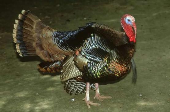 火鸡特别难孵化的原因,小火鸡1-40天养殖过程