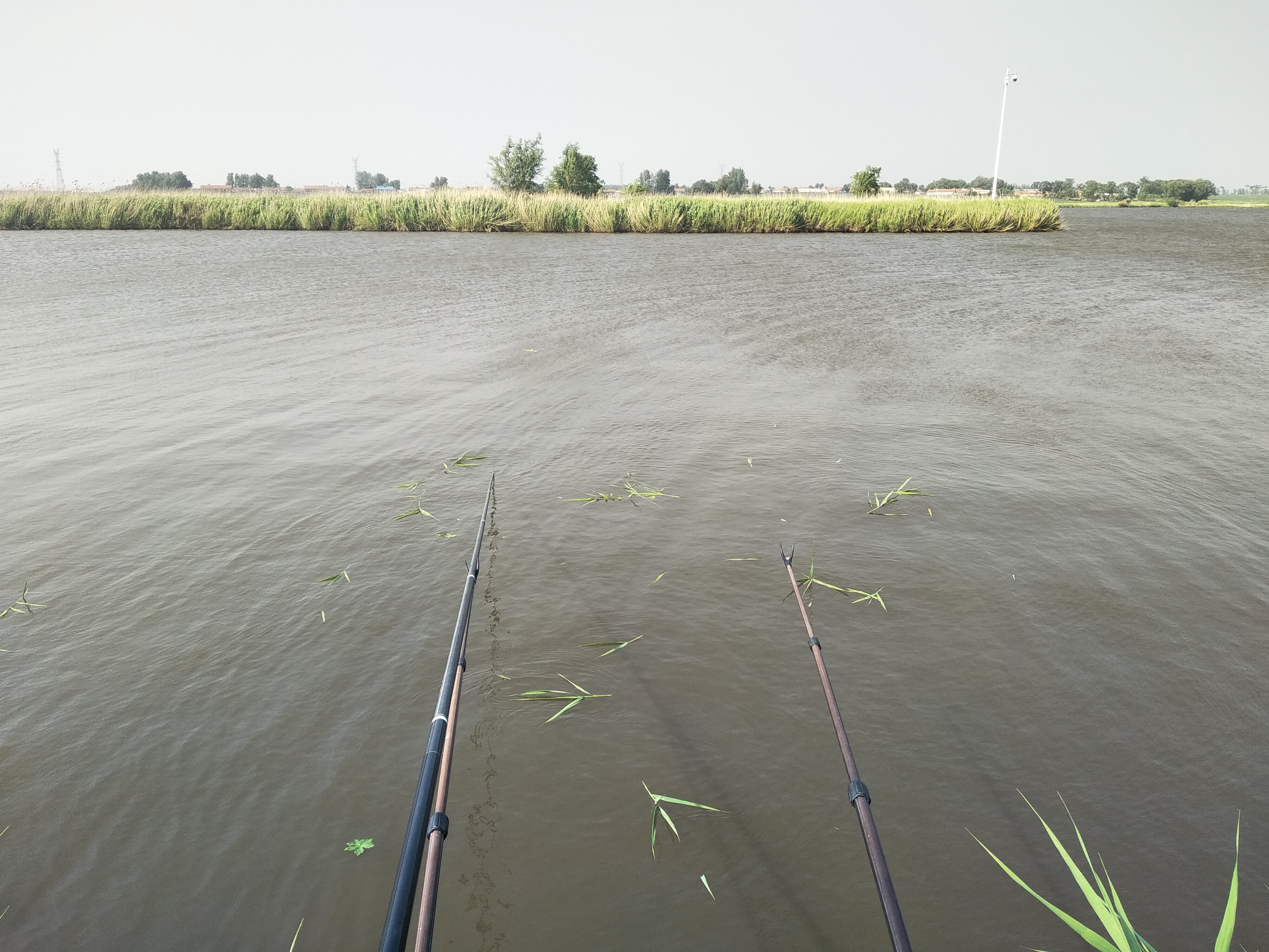 清明节期间可以用芦苇叶钓草鱼,用芦苇叶钓草鱼只咬叶子不咬钩