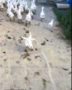 明日方舟灰蕈迷境隐藏结局,明日方舟灰蕈谜境商人