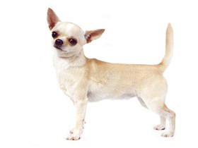 最受欢迎的四大宠物狗你养了吗,比较可爱乖巧的宠物狗有哪些