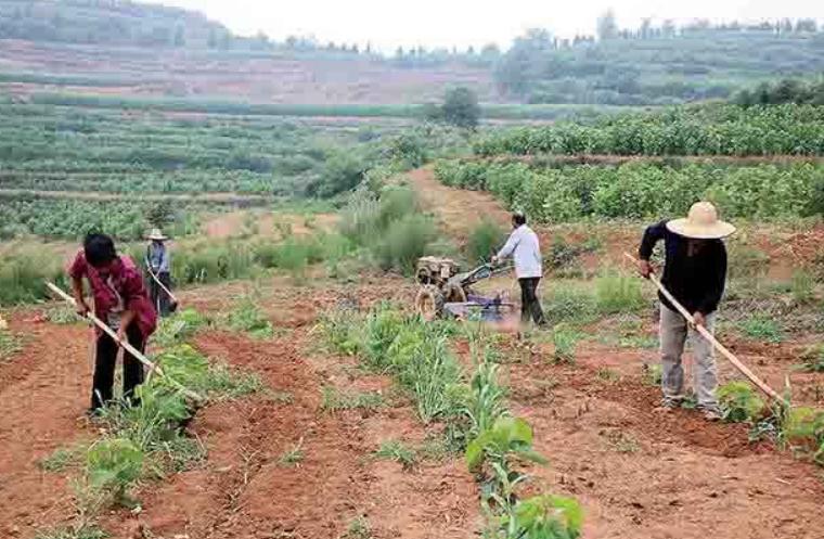 影响桑树生长的病害,涝害对植物的危害包括