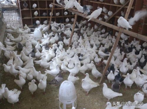 养鸽子的文章,为什么大家喜欢养鸽子呢