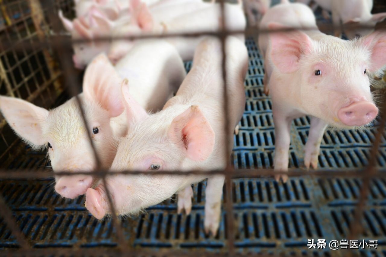 非瘟会引起拉稀吗,非瘟初期症状便秘