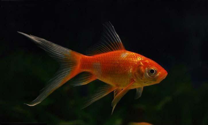 新手养的观赏鱼便宜不需要过滤,有什么观赏鱼新手推荐的