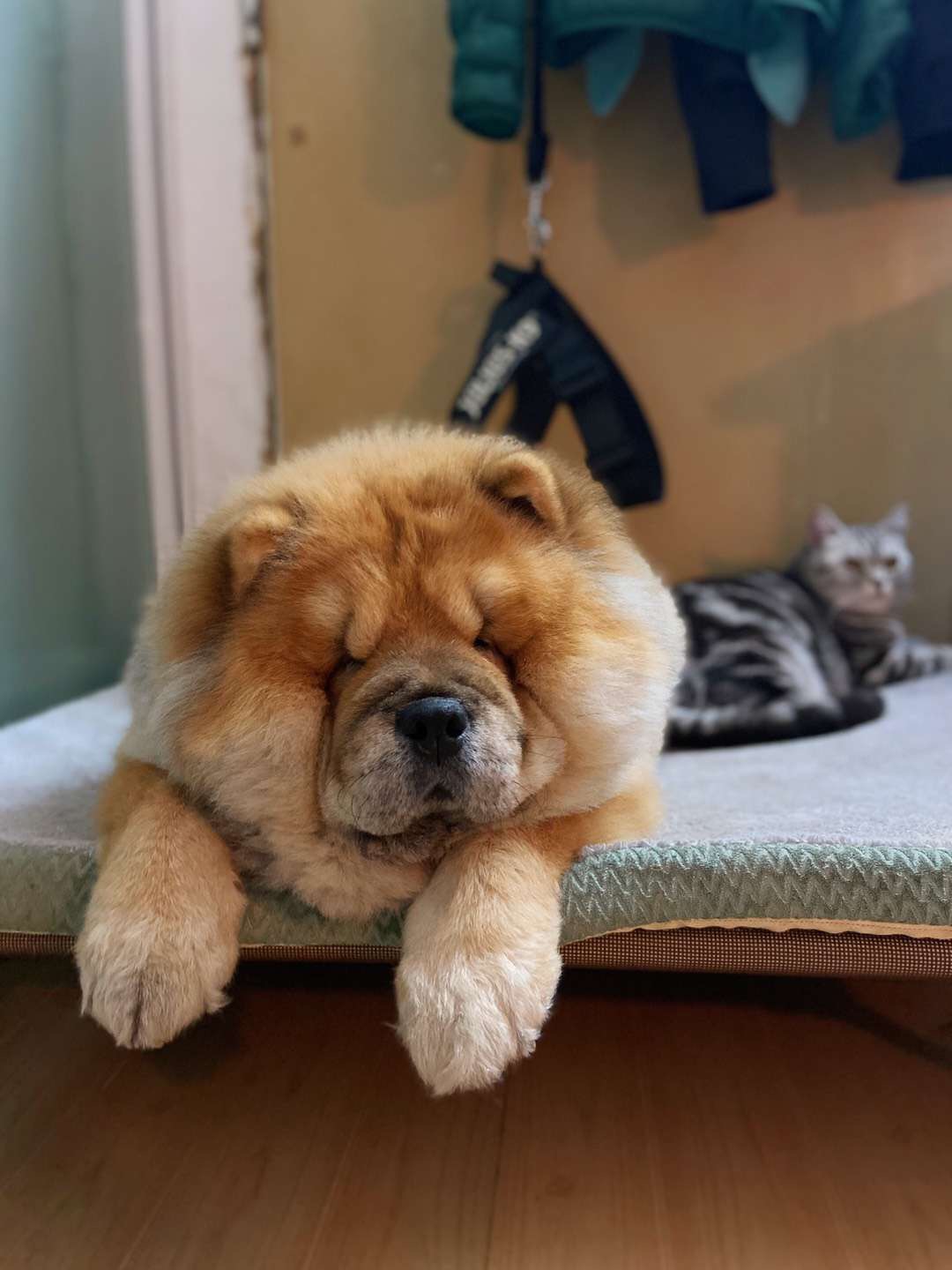 仰卧撑宠物达人专访：两代松狮“狗医生”的坚强铲屎官Erika