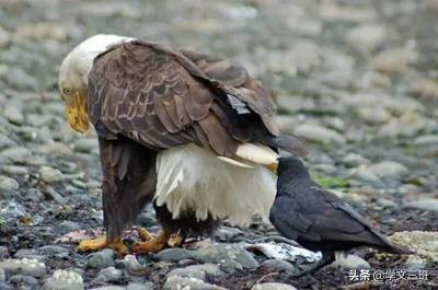 同样是鸟,为啥乌鸦能这么流氓?