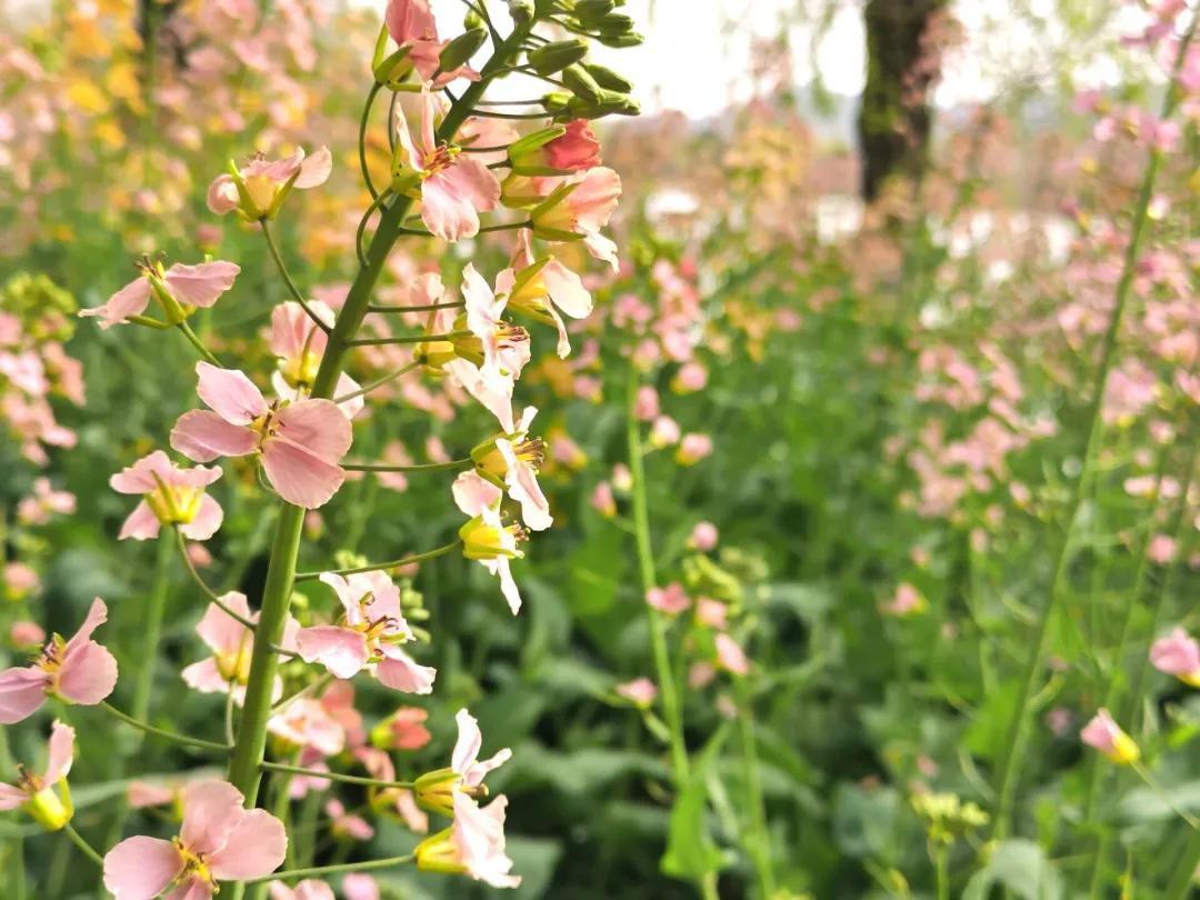 校园春季约拍,校园浪漫约会计划