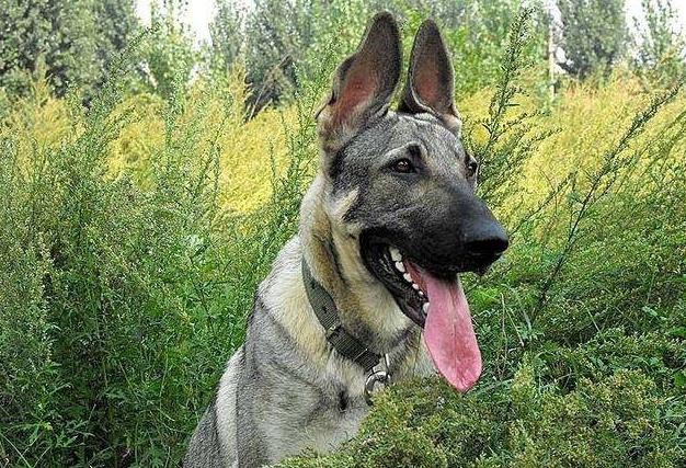 城市没有被禁养的几种大狗,已被各大城市禁养的五种狗