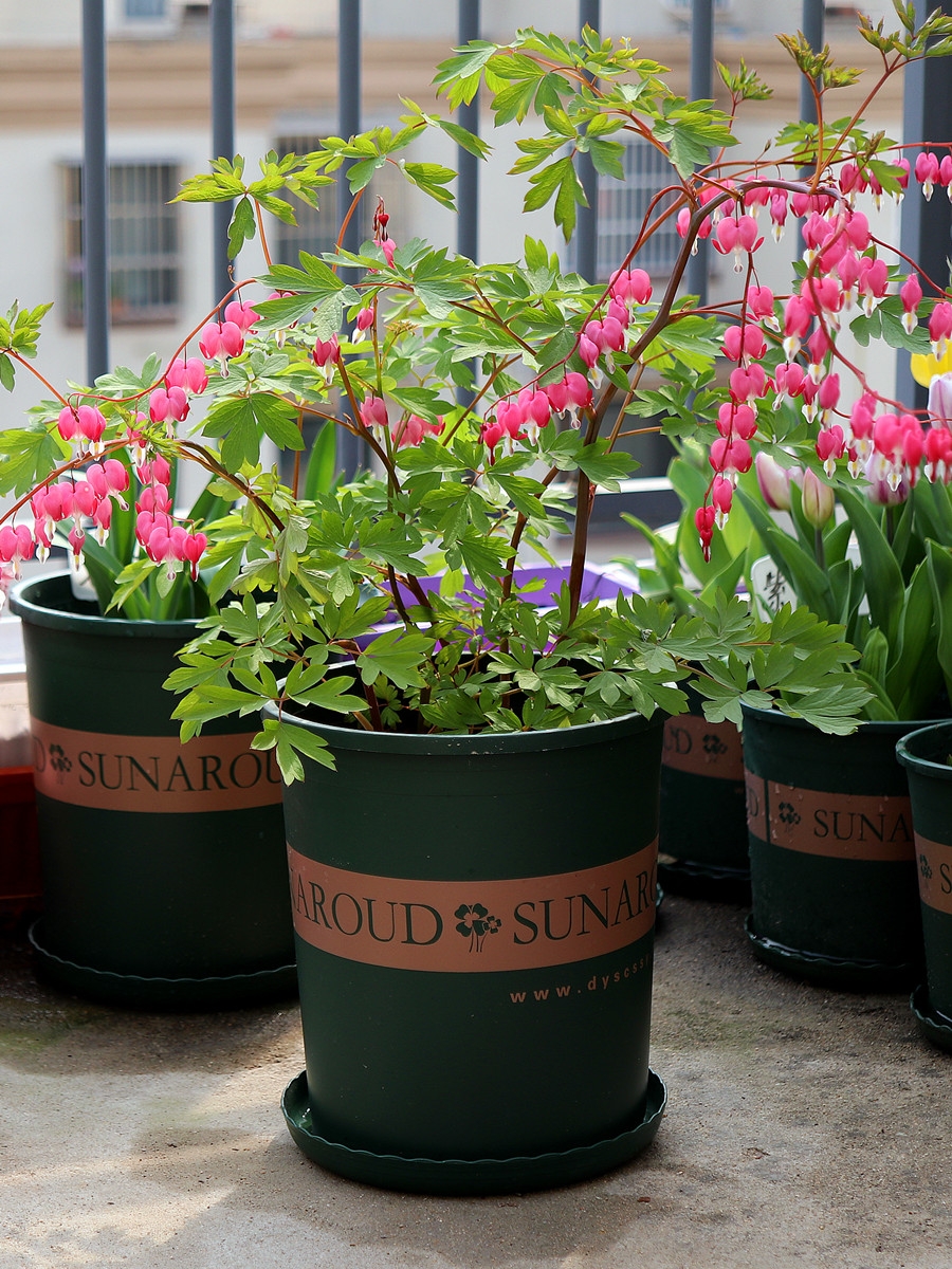 好看又好养的盆花,人养花也养人