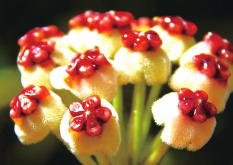 球兰种植夏季喜欢阳光,球兰花卉栽培方法