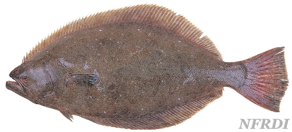 大连长海县海鲜自助,长海县海鲜预订