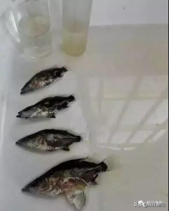 桂花鱼烂鳃怎样治,桂花鱼烂身怎么处理