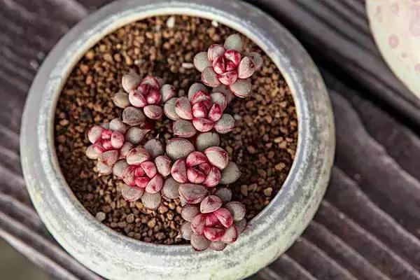 最值得买的多肉品种,包邮最漂亮多肉