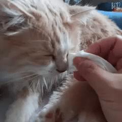 猫咪眼睛有分泌物怎么处理,猫咪眼部常见的疾病及日常护理