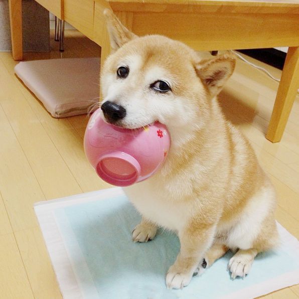 狗狗吃饭不老实教你一招马上纠正,狗狗吃饭太快还护食怎么改正