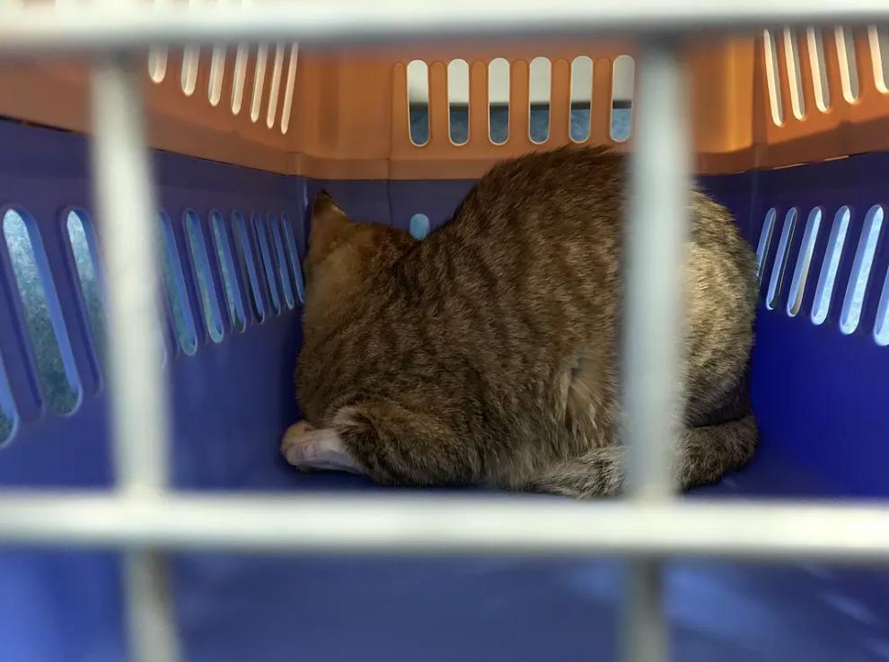 猫咪绝育前应激还能绝育吗,公猫咪绝育后伤口流血红肿怎么办