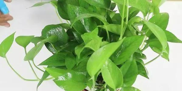 用大蒜养花会有意想不到的效果,大蒜养花小技巧图片