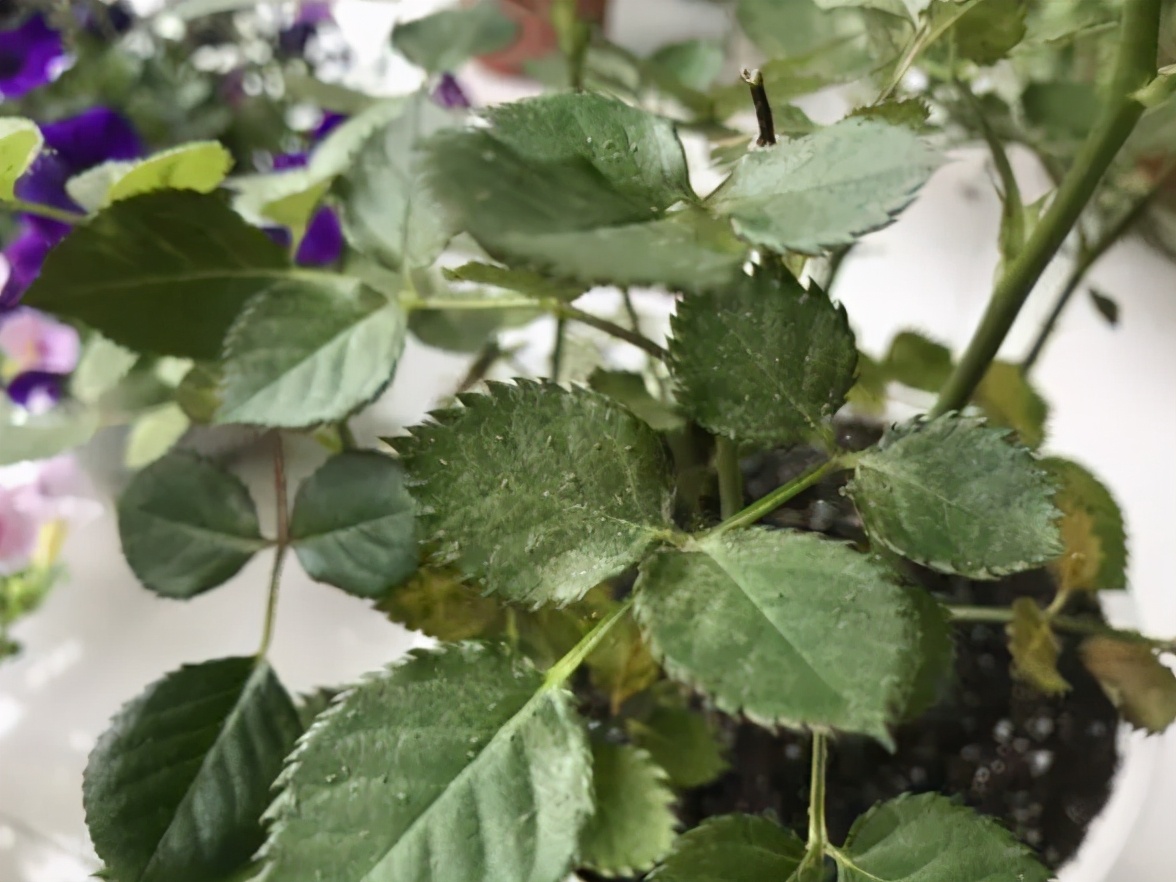 养花招了“红蜘蛛”，用水冲效果咋样？种花多别尝试，很容易泛滥