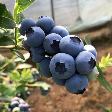 蓝莓花谢后怎么施肥,蓝莓开花前要施肥吗