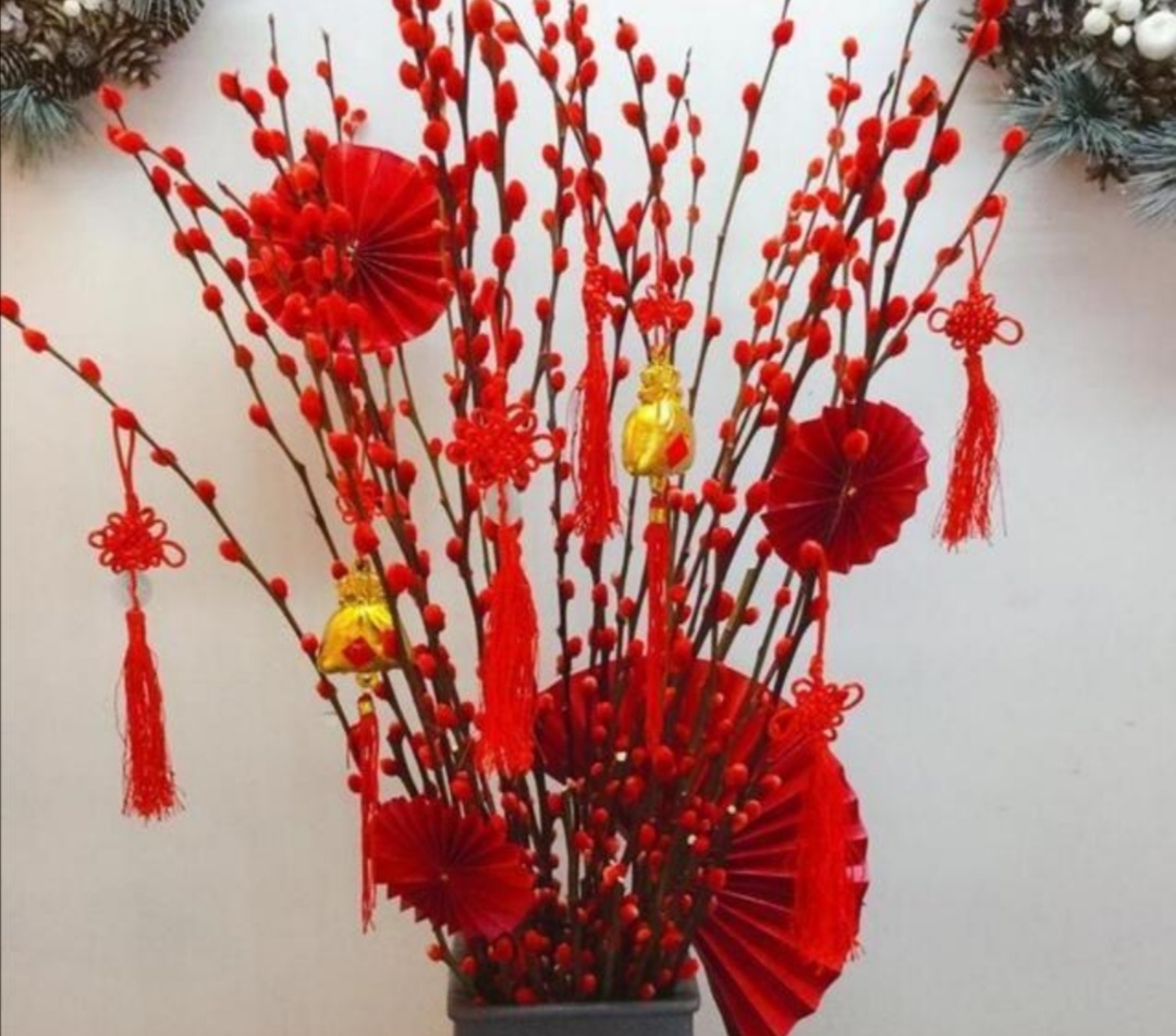 招财银柳冬天能养活吗,银柳可以放在户外盆栽不会死吧